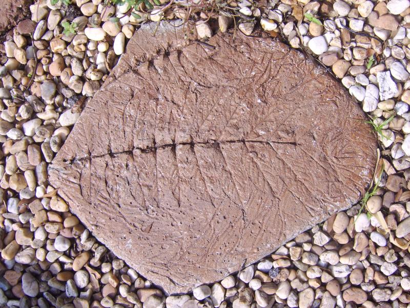 Prehistoric fosils