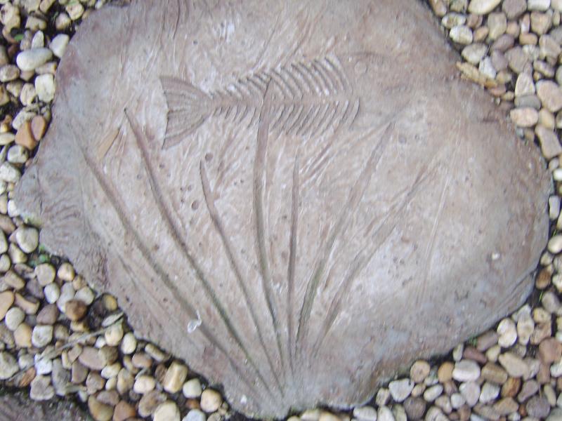 Prehistoric fish fosils