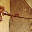 Copper Rose Art